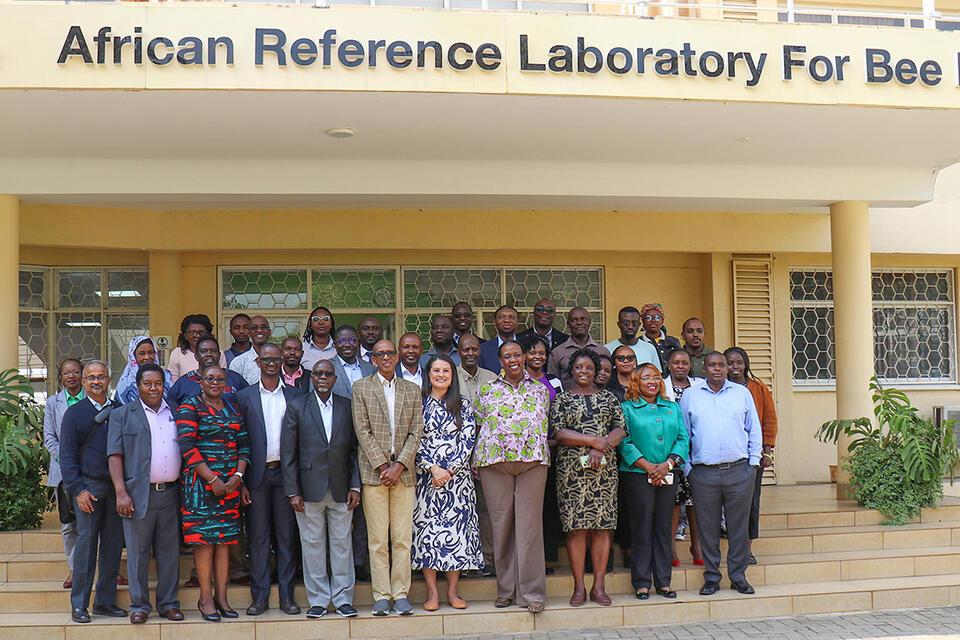 BRAINS at one: Grit, growth, and innovation in Africa&rsquo;s bean-insect-fruit trees value chains 