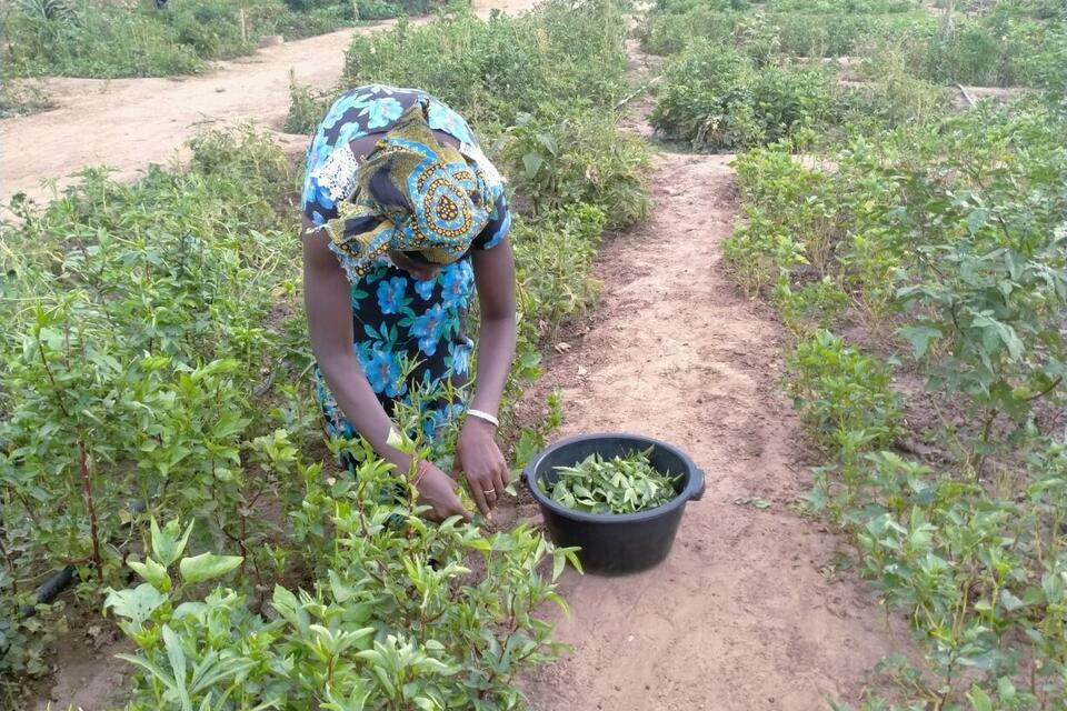 Building resilient farms in Senegal - Water and land management innovations under the AVENIR project - Alliance Bioversity International - CIAT