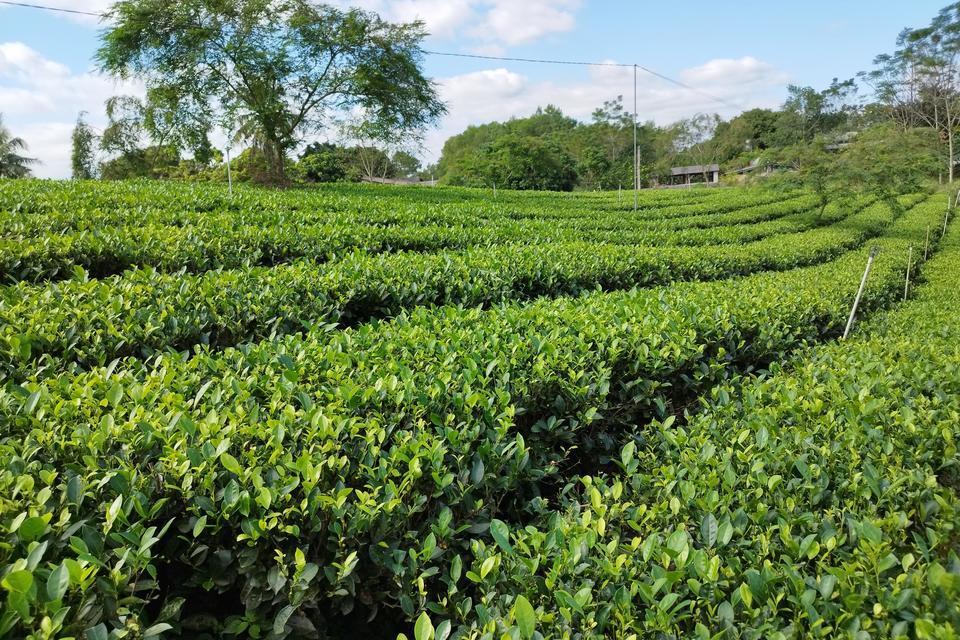 Can Agroecology Lead To A Greener Future For Tea