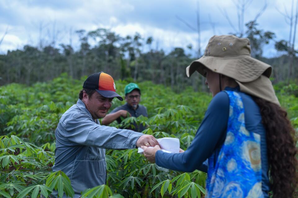 Cassava Witches&rsquo; Broom Disease takes flight in South America 