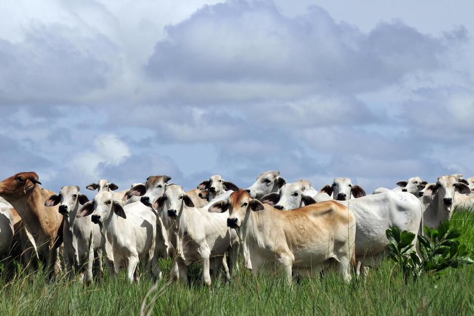 CGIAR outlines strategic opportunities to G20 ministers for sustainable livestock, boosting resilience while reducing emissions