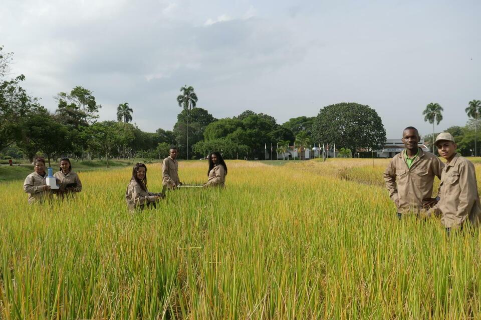 Colombia&rsquo;s biofortified rice has untapped potential to improve nutrition, and consumers want it - Alliance Bioversity International - CIAT