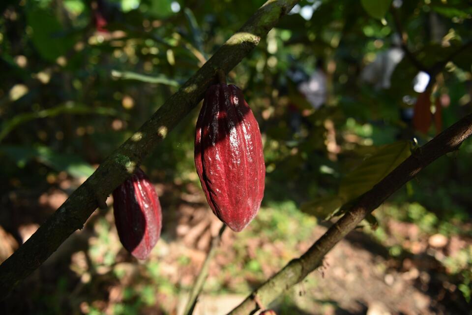 Conakry &ndash; Guinea Italy supports sustainable cocoa value chains in West Africa