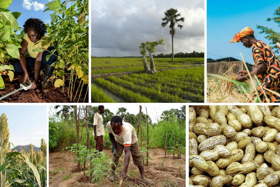Consultation Workshop &ldquo;Agricultural Innovation and Climate Resilience How to Build a High-Performing Ecosystem for Food Sovereignty in Senegal&rdquo;
