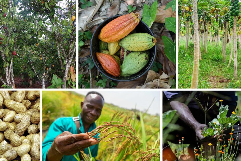 Consultation workshop: Financing, partnerships, and innovation for sustainable agriculture in C&ocirc;te d&rsquo;Ivoire 