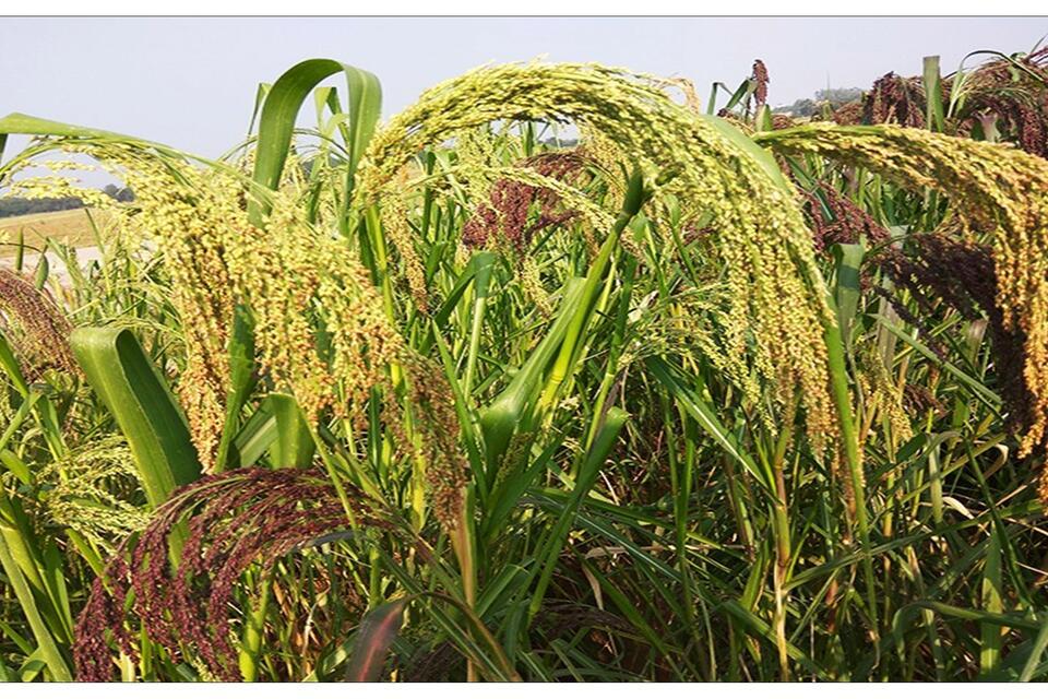 Consumption of Resilient Orphan Crops and Products for Healthier Diets (CROPS4HD)