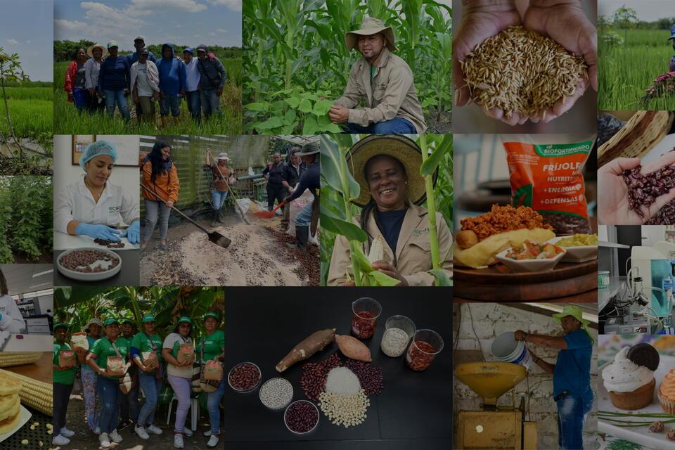 Cultivos + Nutritivos - Allianza Bioversity International - CIAT