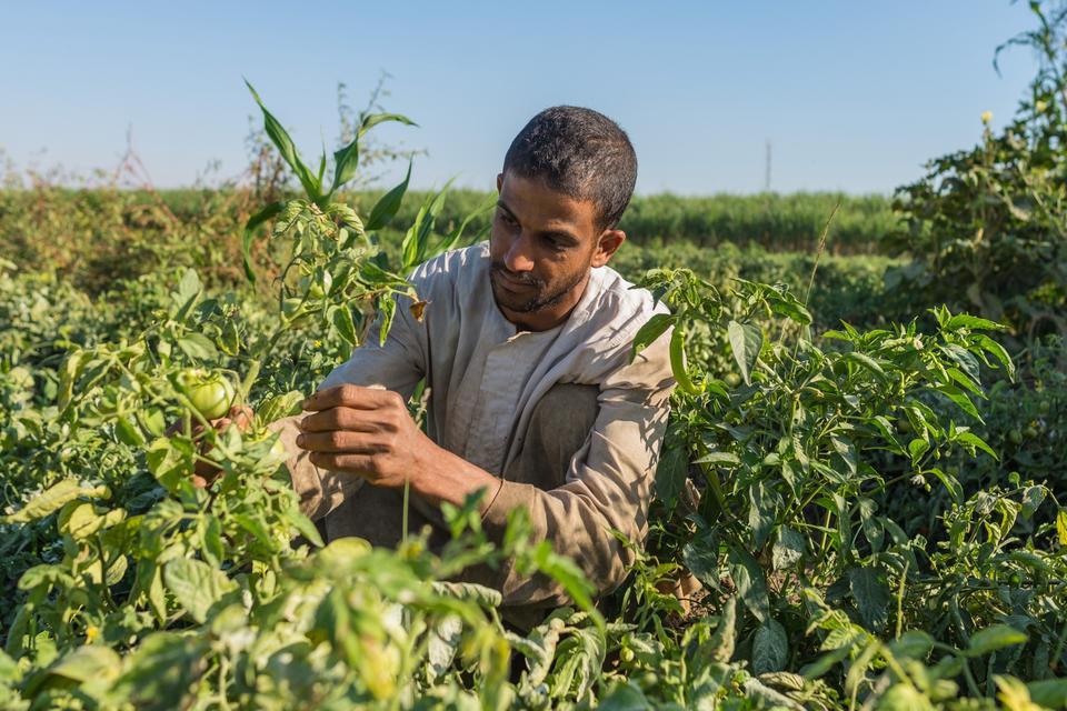 Digitalizing Egypt’s Food Crop Value Chains Consultation Workshop