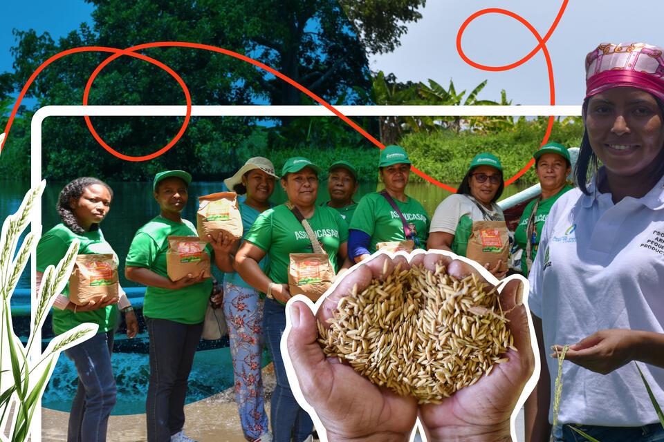 El arroz que siembra esperanza en Bolívar, Colombia