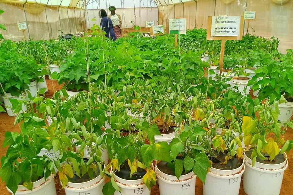 Enhancing Climate Resilience in Bean Production Systems under Emerging Weather Extremes 