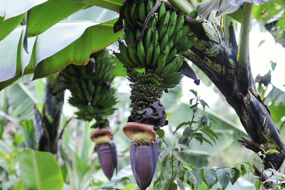 Enset vs. Bananas: Understanding Ethiopia's Unique Crops 