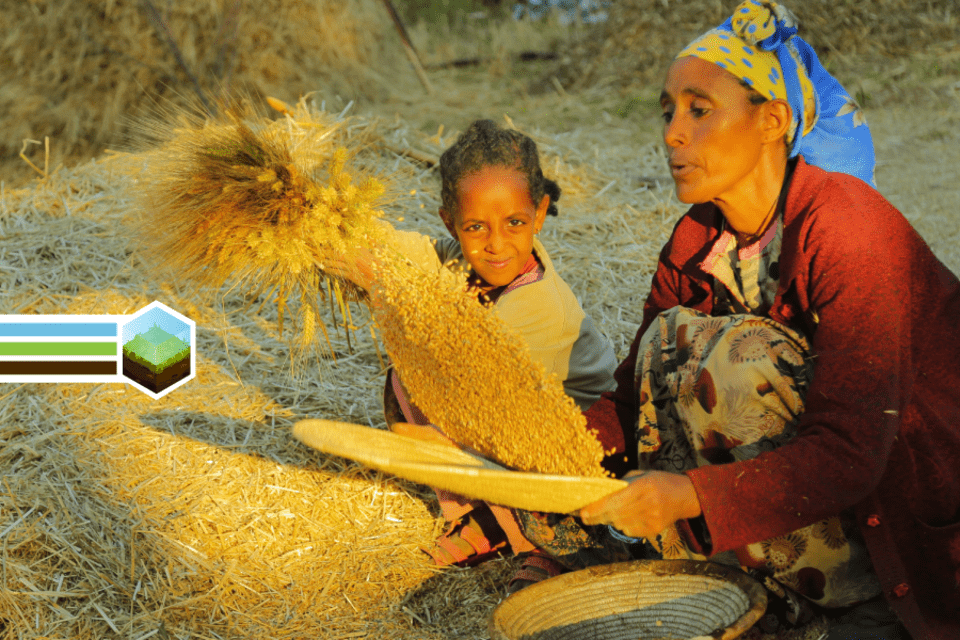 Ethio-Pasta rolling out resilient durum wheat  