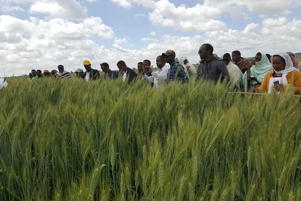 From data to decision - Institutionalizing smart fertilizer recommendations through HaFAS in Ethiopia - Alliance of Bioversity International and CIAT