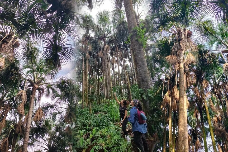 From Palm to Progress - Women, Canangucha, and the Future of the Amazon