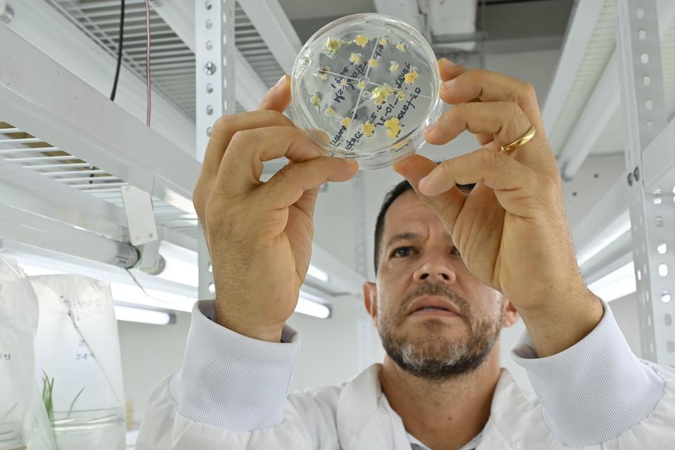 Gene Editing Platform - Alliance Bioversity International - CIAT