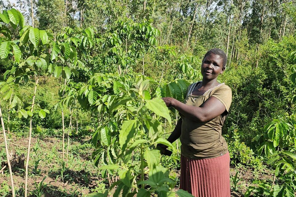 Growing Trees, Growing Futures - The Impact of the My Farm Trees Project 