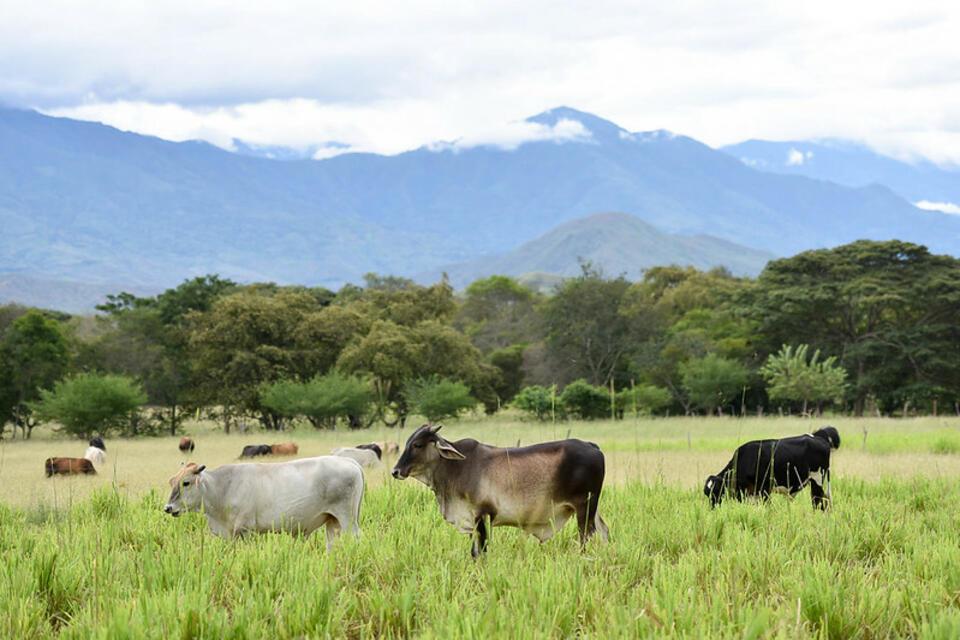 Trees, cows and climate: How Colombia&rsquo;s silvopastoral systems are redefining sustainable cattle ranching
