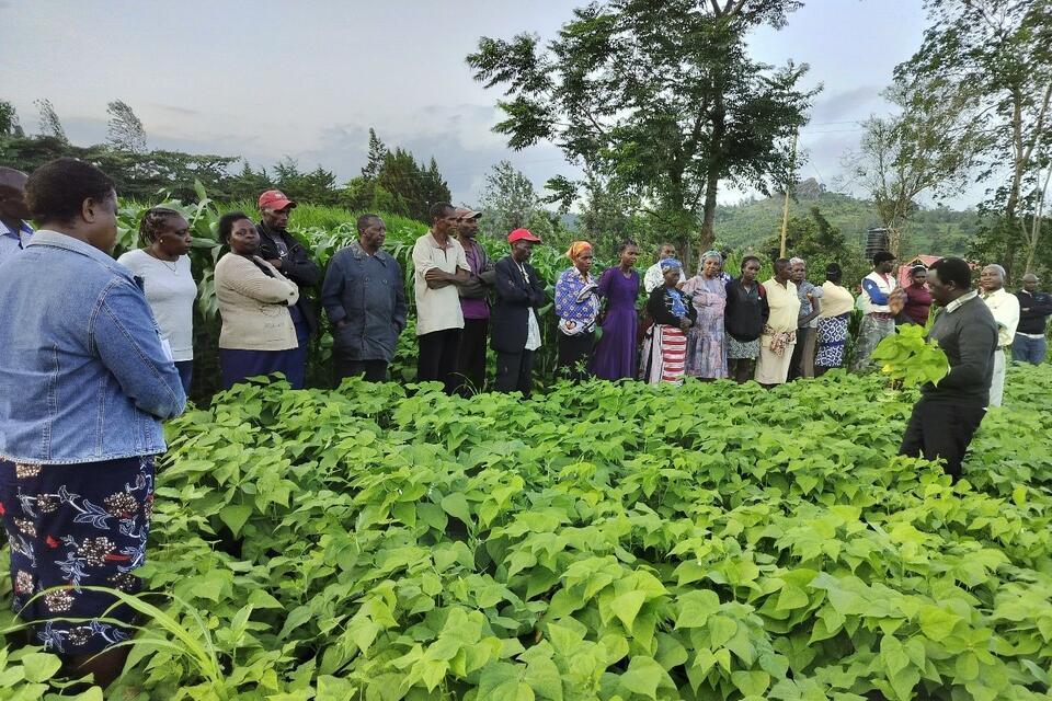 How new bean variety brings health, prosperity to women farmers