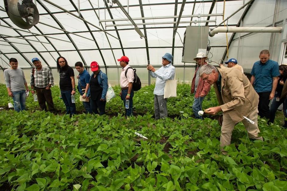 A wild bean's genes may help a key crop thrive on a hotter Earth