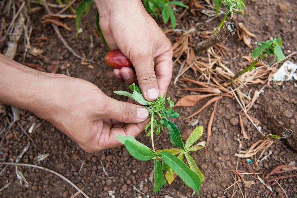 Cassava Partnerships & Outreach - Alliance Bioversity International - CIAT