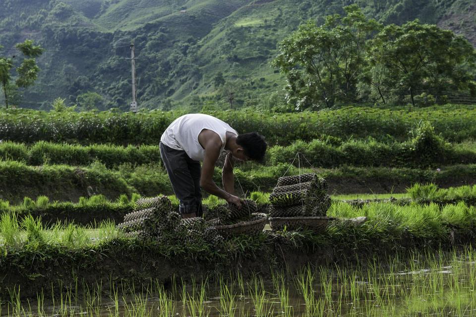 planting rice seedlings in Vietnam