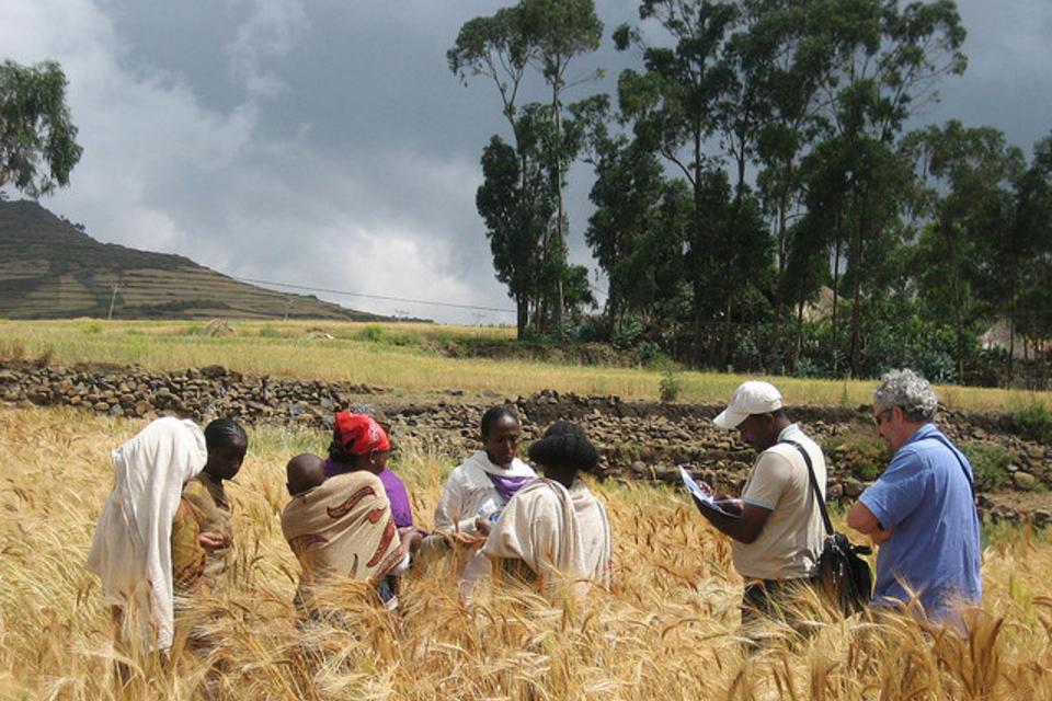 Tracking proteins in farmers' varieties of durum wheat in Ethiopia