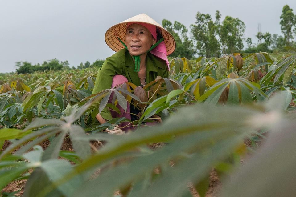 Cassava farmer in Quang Binh, Vietnam