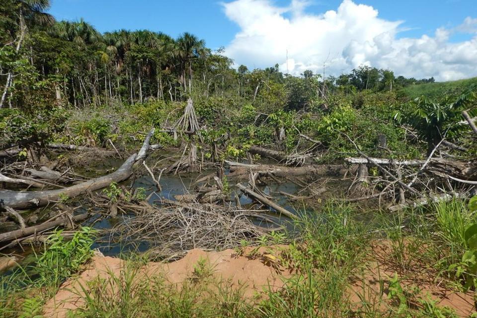 COVID-19 highlights the need for food systems-based policies for reducing tropical deforestation