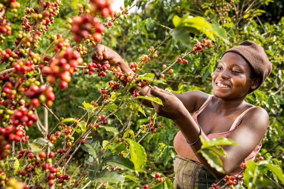 Climate-smart coffee in Uganda