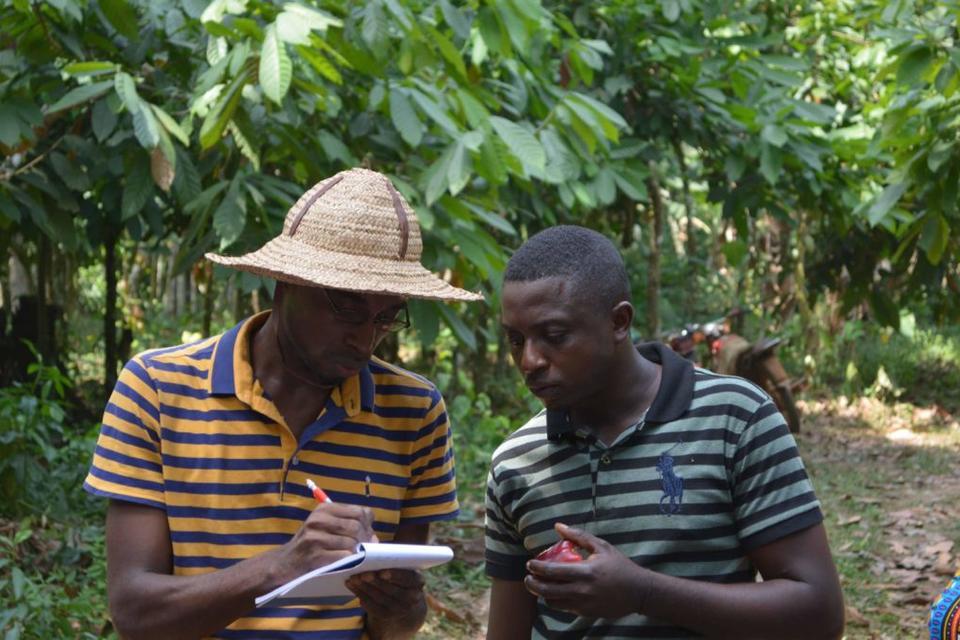 Making adaptation efforts actionable at scale towards a climate-smart cocoa sector