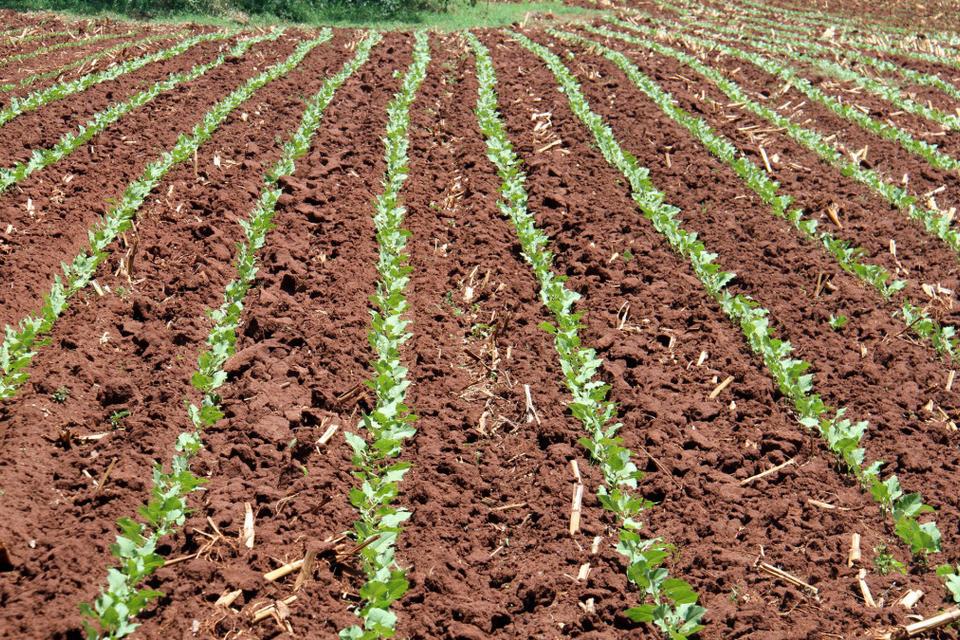 Giving soils a voice
