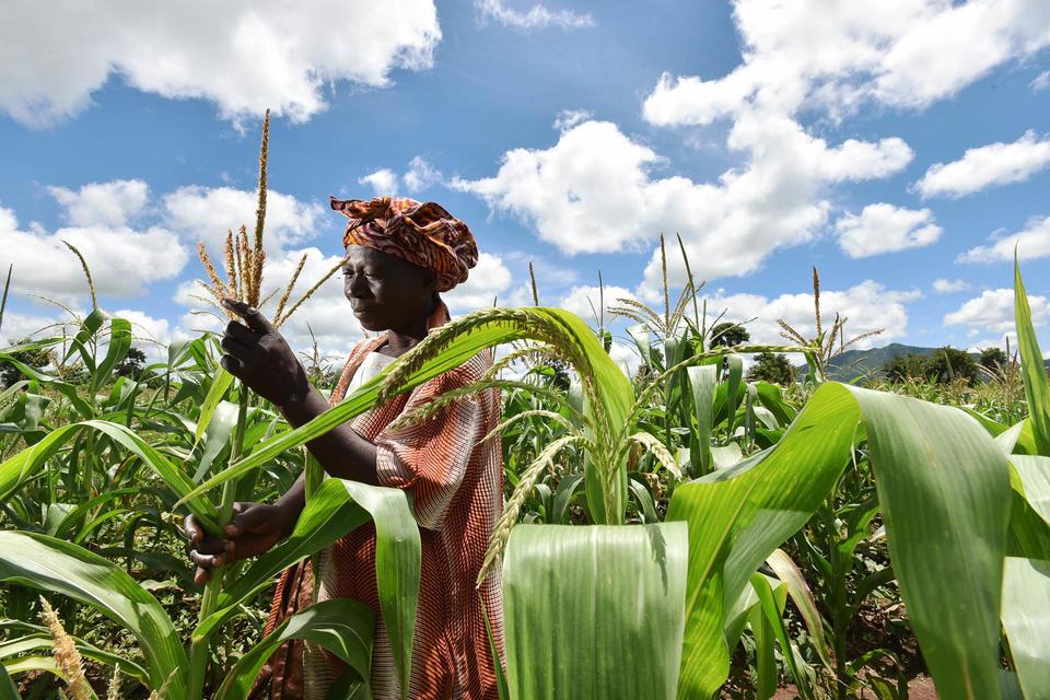 Farmer in Malawi checks on her struggling maize crop from the worst drought in three decades