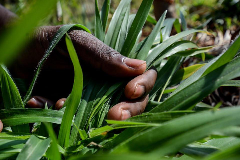 CIAT and Grupo Papalotla signed an agreement for the development of new tropical pasture hybrids