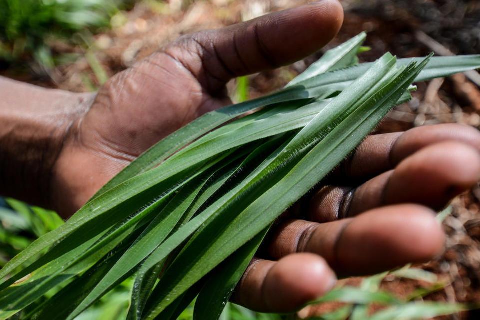 Four unexplored big wins in agriculture: tackling climate change through landscape restoration