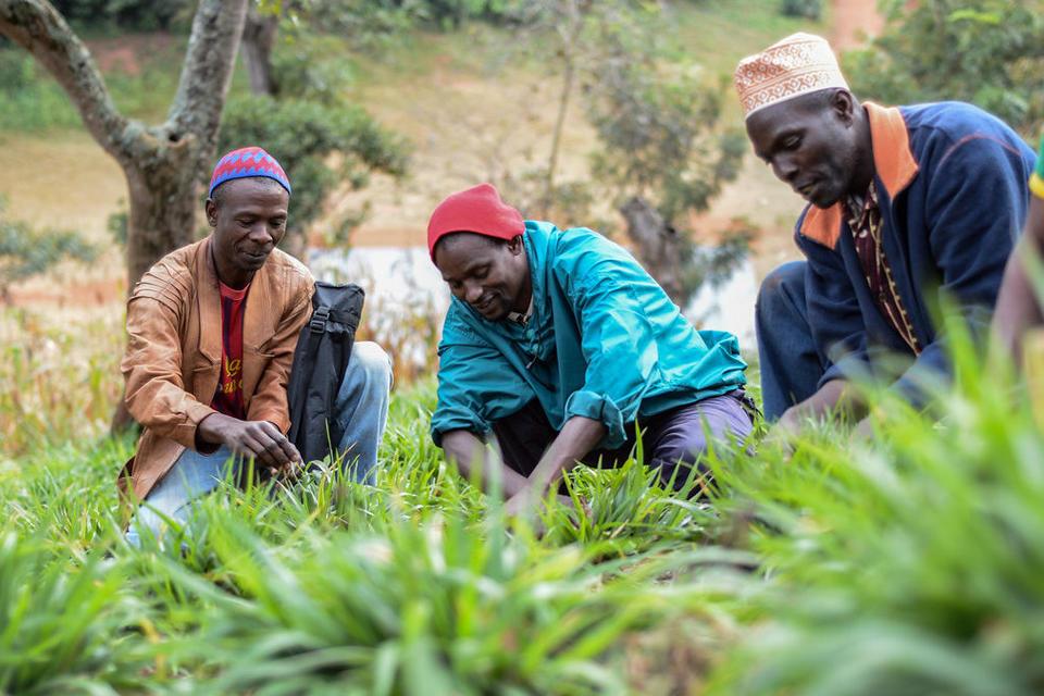 Partnering with the seed industry to redefine the Latin American forages market