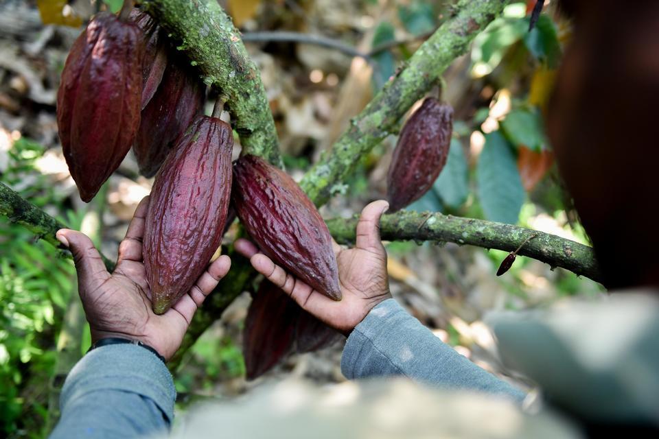 cacao tree Colombia
