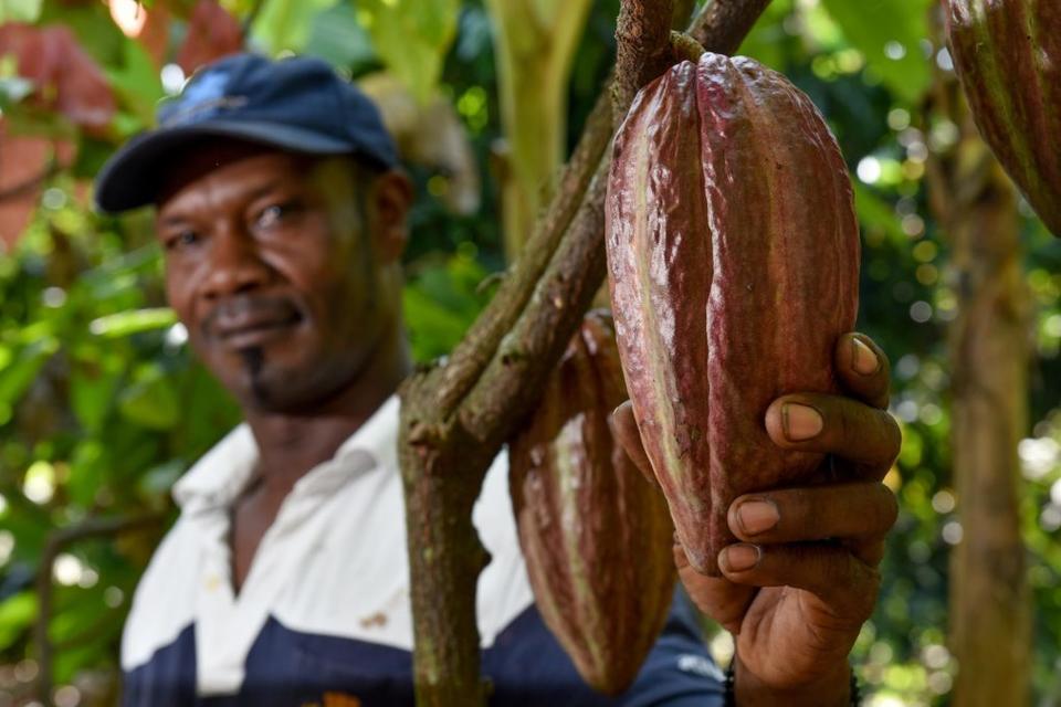 Per&uacute;, Ecuador y Colombia se movilizan para enfrentar el problema de cadmio en cacao