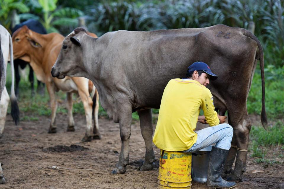 Evaluando los impactos de la pandemia de COVID-19 en las cadenas de valor de carne y lácteos en Colombia