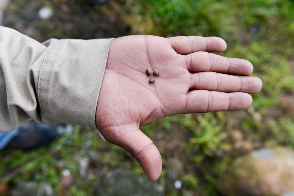 EL CIAT apoya el proceso de rehabilitación de zonas afectadas en el Perú