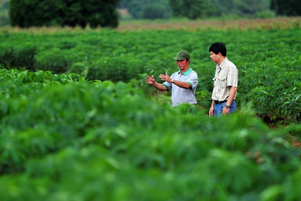 &iquest;C&oacute;mo una planta ancestral de Am&eacute;rica Latina lleg&oacute; a ser el segundo cultivo comercial m&aacute;s importante de Asia?