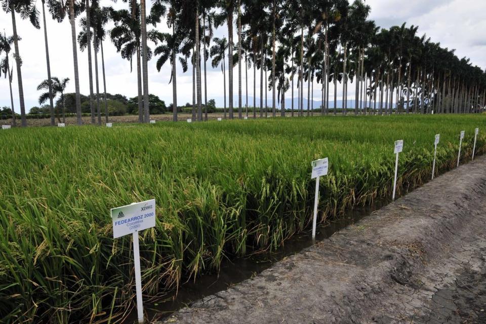 El cambio climático podría reducir las zonas aptas para sembrar arroz en Colombia