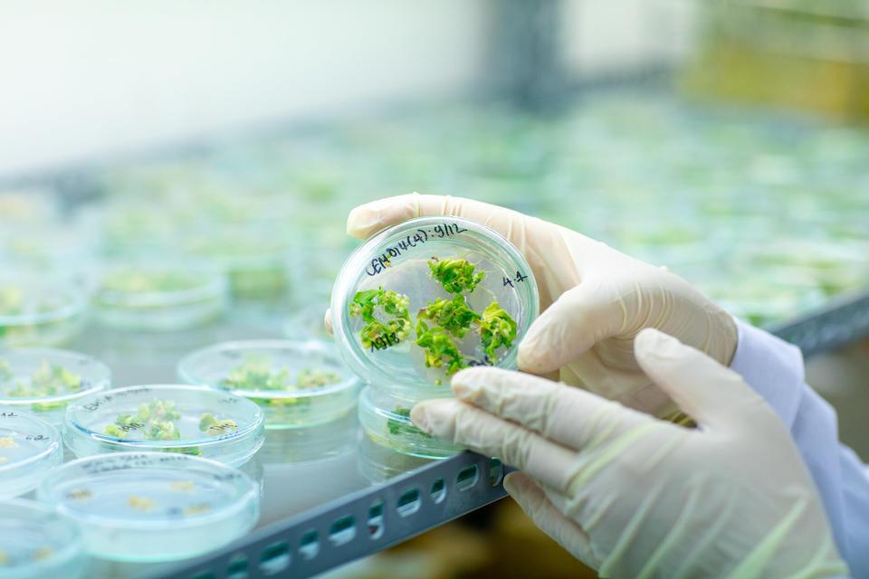 Cassava Thematic Research - Alliance Bioversity International - CIAT