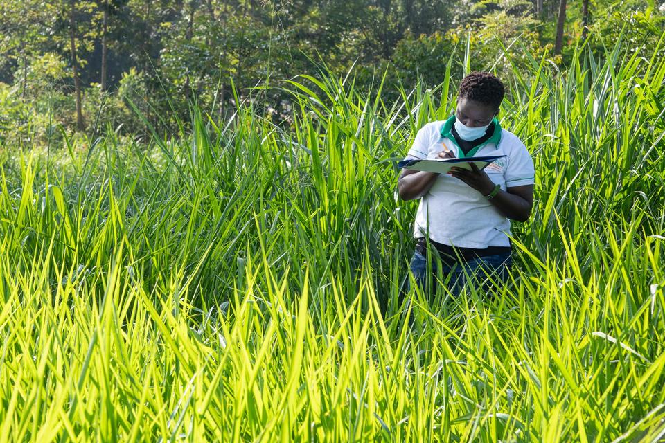 Fourrages tropicaux Domaines de recherche th&eacute;matiques