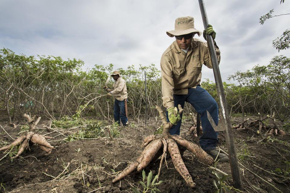 Cassava Research Approach - Alliance Bioversity International - CIAT