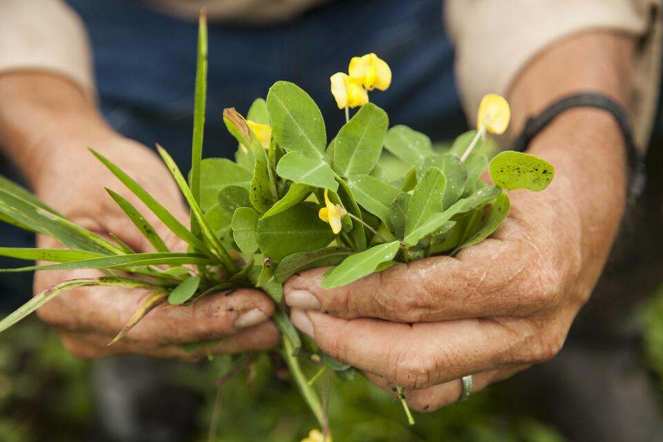 Tropical Forages - Alliance Bioversity International - CIAT