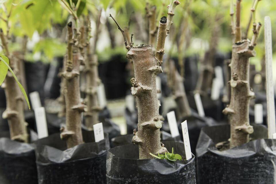 Cassava Breeding - Alliance Bioversity International - CIAT