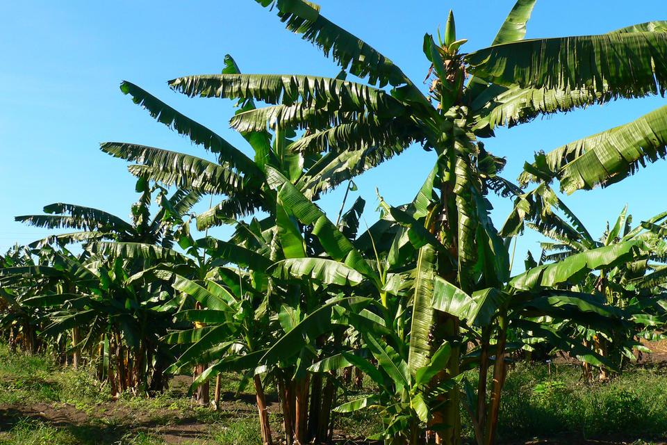 Bananas Research History Importance - Alliance Bioversity International - CIAT