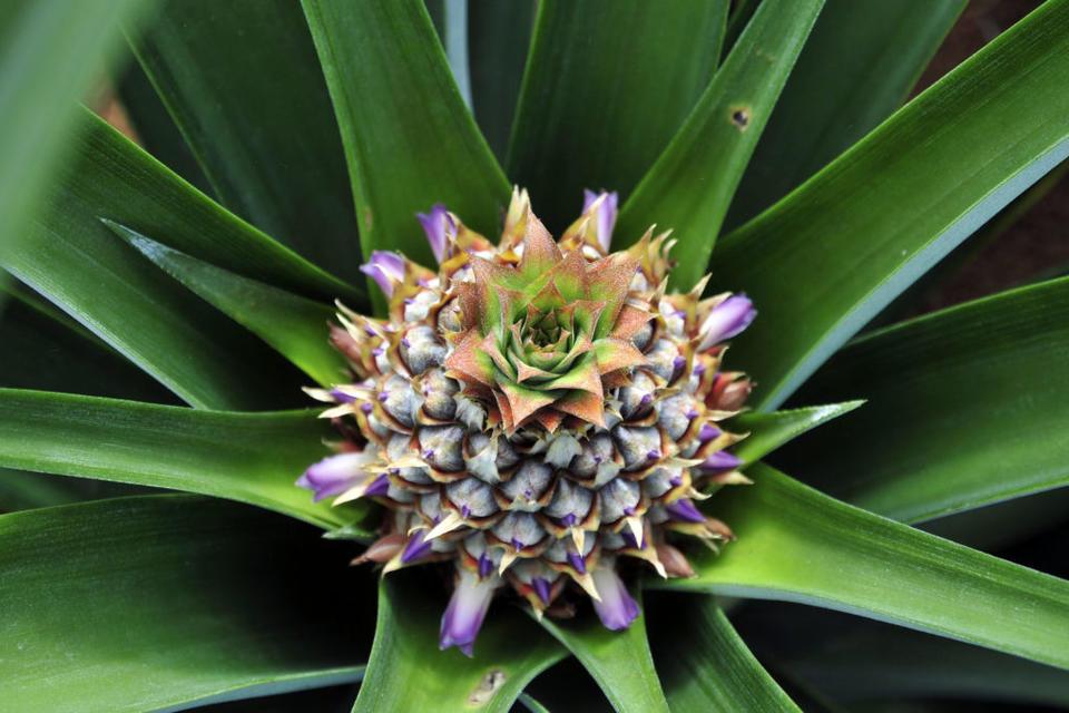 Pi&ntilde;a que madura en el Valle