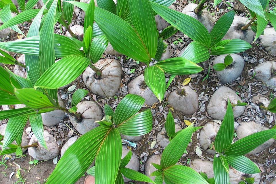 coconut tree seedlings