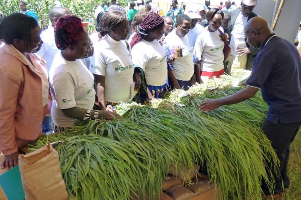 Does Brachiaria stand a chance in smallholder dairy dominated by productive Napier grass in eastern Africa?